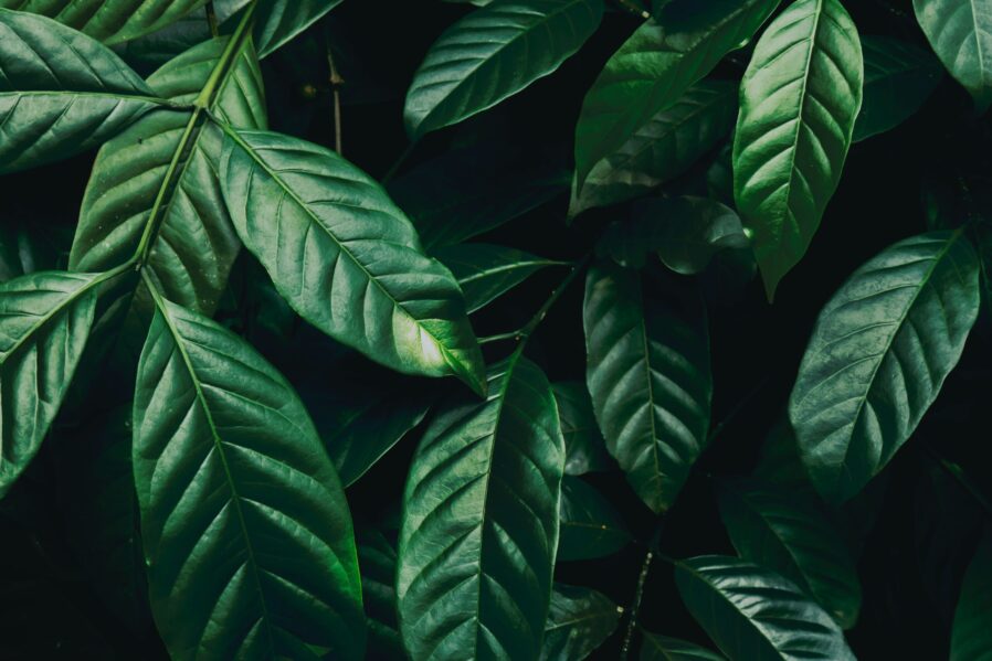 close up photo of green leafed plant